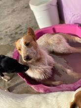 PEPE, Hund, Podenco-Mix in Spanien - Bild 7