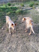 PEPE, Hund, Podenco-Mix in Spanien - Bild 8