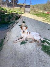 PEPE, Hund, Podenco-Mix in Spanien - Bild 9