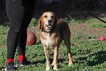 MRBIN, Hund, Mischlingshund in Griechenland - Bild 1