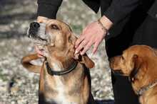 MRBIN, Hund, Mischlingshund in Griechenland - Bild 11