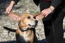 MRBIN, Hund, Mischlingshund in Griechenland - Bild 3