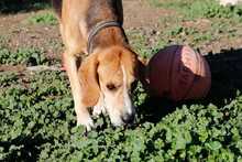 MRBIN, Hund, Mischlingshund in Griechenland - Bild 9