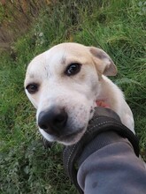 JOY, Hund, Mischlingshund in Rumänien - Bild 18