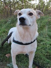 JOY, Hund, Mischlingshund in Rumänien - Bild 19