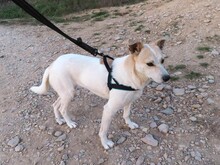 JOY, Hund, Mischlingshund in Rumänien - Bild 20