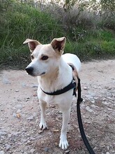 JOY, Hund, Mischlingshund in Rumänien - Bild 21