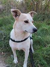 JOY, Hund, Mischlingshund in Rumänien - Bild 22