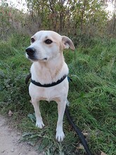 JOY, Hund, Mischlingshund in Rumänien - Bild 23
