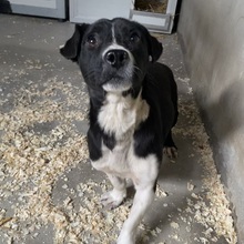 GERDI, Hund, Mischlingshund in Ungarn - Bild 2