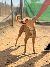 TIMON, Hund, Podenco Andaluz in Spanien - Bild 1