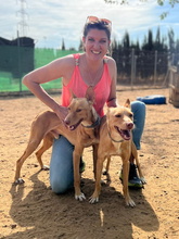 TIMON, Hund, Podenco Andaluz in Spanien - Bild 10