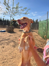 TIMON, Hund, Podenco Andaluz in Spanien - Bild 2