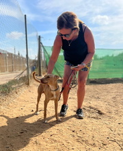 TIMON, Hund, Podenco Andaluz in Spanien - Bild 3