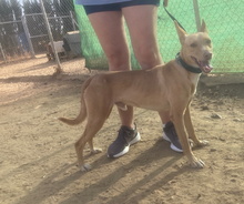 TIMON, Hund, Podenco Andaluz in Spanien - Bild 4