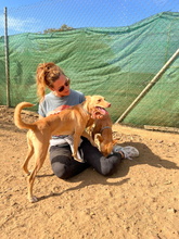 TIMON, Hund, Podenco Andaluz in Spanien - Bild 5