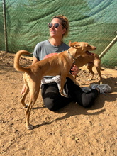 TIMON, Hund, Podenco Andaluz in Spanien - Bild 6