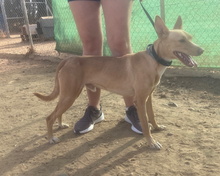 TIMON, Hund, Podenco Andaluz in Spanien - Bild 7