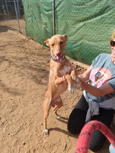 TIMON, Hund, Podenco Andaluz in Spanien - Bild 8