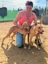 TIMON, Hund, Podenco Andaluz in Spanien - Bild 9