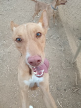 PUMBA, Hund, Podenco Andaluz in Spanien - Bild 1