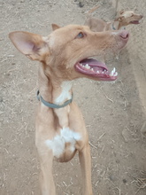 PUMBA, Hund, Podenco Andaluz in Spanien - Bild 2