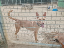 PUMBA, Hund, Podenco Andaluz in Spanien - Bild 3