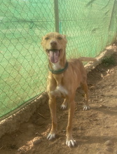 PUMBA, Hund, Podenco Andaluz in Spanien - Bild 5