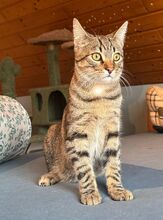 NAKOA, Katze, Europäisch Kurzhaar in Lampertheim - Bild 4