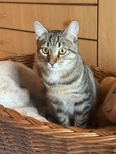 NAKOA, Katze, Europäisch Kurzhaar in Lampertheim - Bild 8