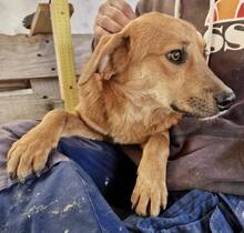 BILLY, Hund, Mischlingshund in Rumänien - Bild 11