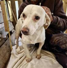 LEONIE, Hund, Mischlingshund in Rumänien - Bild 7