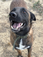 BOWIE, Hund, Deutscher Schäferhund-Malinois-Mix in Spanien - Bild 1