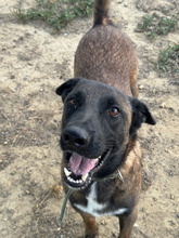 BOWIE, Hund, Deutscher Schäferhund-Malinois-Mix in Spanien - Bild 2