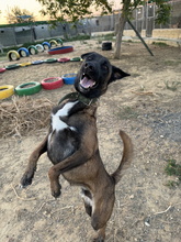 BOWIE, Hund, Deutscher Schäferhund-Malinois-Mix in Spanien - Bild 4