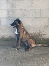 BOWIE, Hund, Deutscher Schäferhund-Malinois-Mix in Spanien - Bild 5