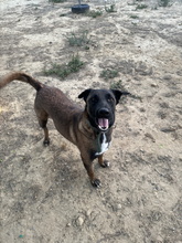 BOWIE, Hund, Deutscher Schäferhund-Malinois-Mix in Spanien - Bild 6