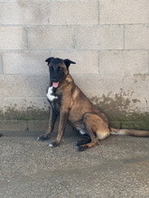 BOWIE, Hund, Deutscher Schäferhund-Malinois-Mix in Spanien - Bild 7