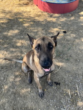 MIERCOLES, Hund, Malinois-Mix in Spanien - Bild 2