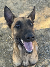 MIERCOLES, Hund, Malinois-Mix in Spanien - Bild 4