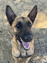 MIERCOLES, Hund, Malinois-Mix in Spanien - Bild 5