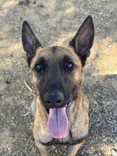 MIERCOLES, Hund, Malinois-Mix in Spanien - Bild 6