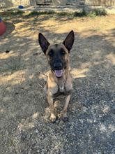 MIERCOLES, Hund, Malinois-Mix in Spanien - Bild 7