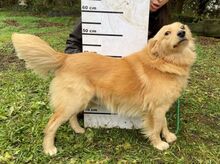 BEYO, Hund, Retriever-Mischling in Slowakische Republik - Bild 3