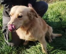 BEYO, Hund, Retriever-Mischling in Slowakische Republik - Bild 8