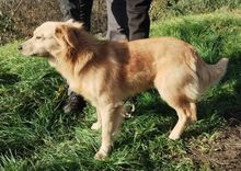 BEYO, Hund, Retriever-Mischling in Slowakische Republik - Bild 9