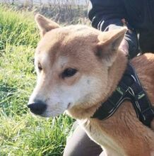 KIMI, Hund, Shiba Inu-Mix in Slowakische Republik - Bild 1