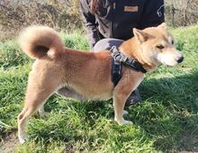 KIMI, Hund, Shiba Inu-Mix in Slowakische Republik - Bild 2