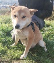 KIMI, Hund, Shiba Inu-Mix in Slowakische Republik - Bild 3