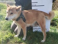 KIMI, Hund, Shiba Inu-Mix in Slowakische Republik - Bild 4